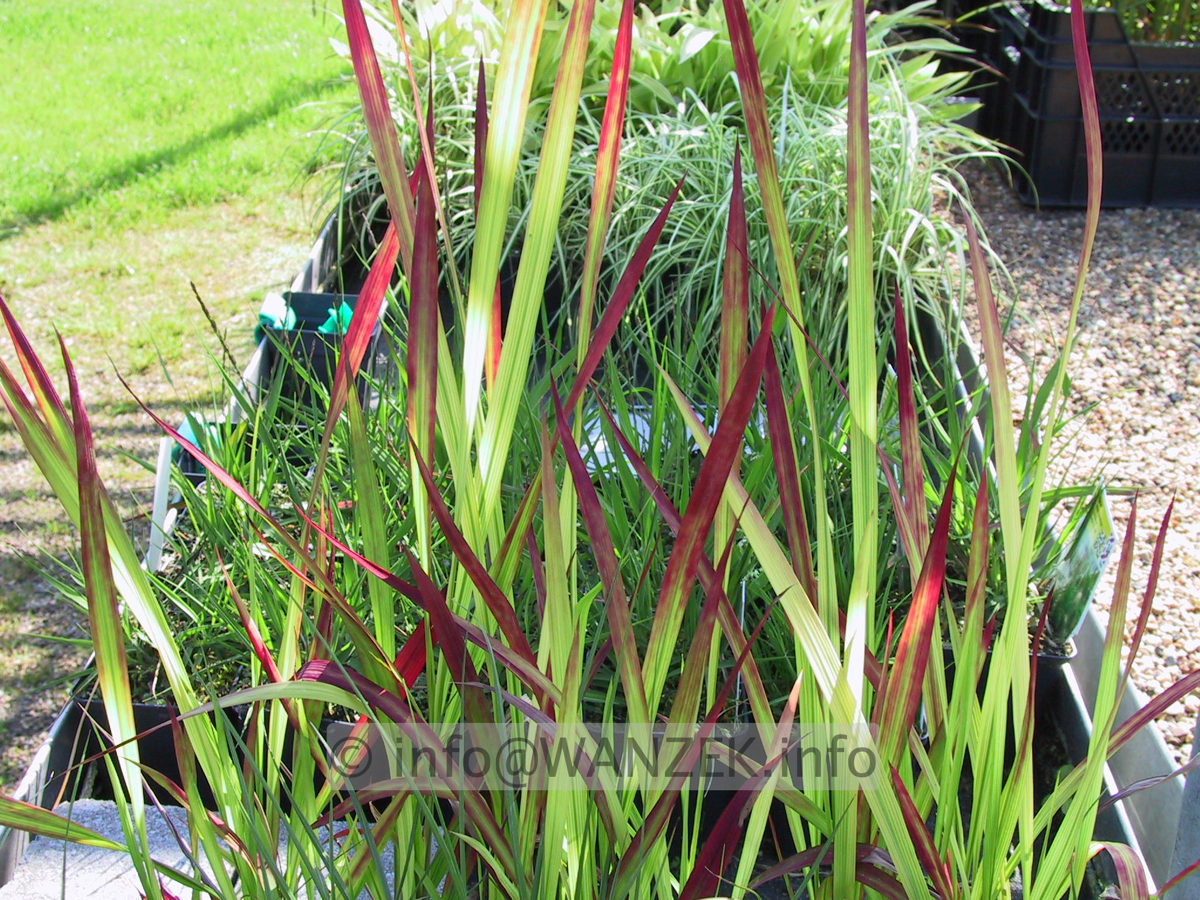 Imperata cylindrica Red Baron 02.JPG